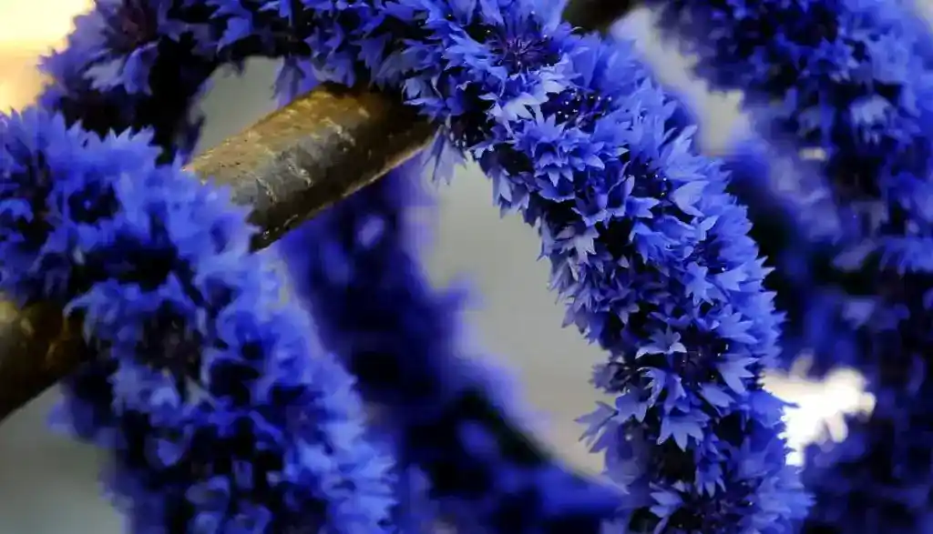 Jāņu ieskandināšana Elejā