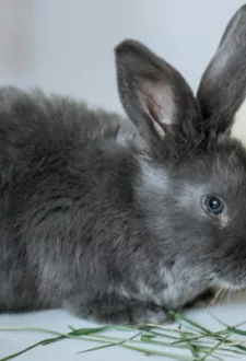 Ģimeņu padarīšana “Lieldienas” Kuldīgas novada muzejā